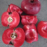 Саженец Яблоня Ред Кети в контейнере